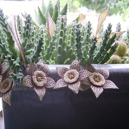 Kissonerga 아파트