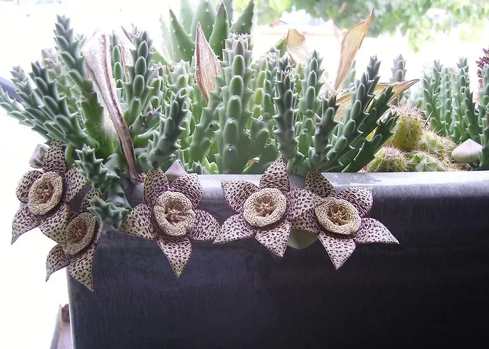 Kissonerga Apartmán